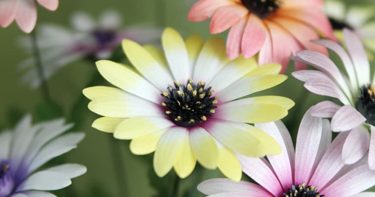 Daisy Crazy: Hand-Colored Paper Daisies