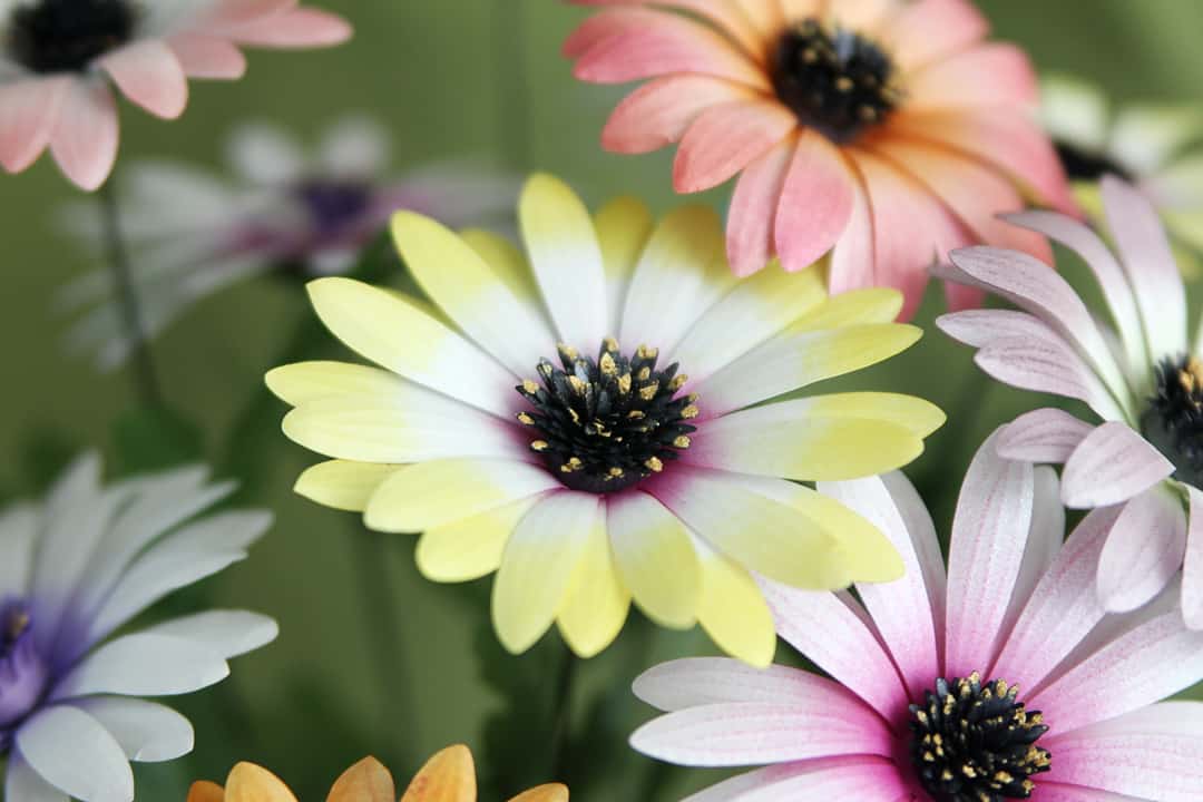 Daisy Crazy: Hand-Colored Paper Daisies - Finding Time To Create