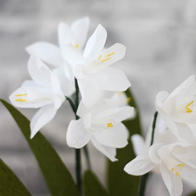 Paperwhite crepe paper flowers with the Cameo 4