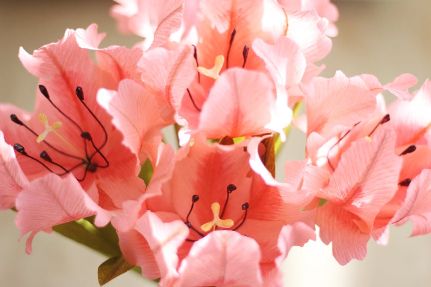 Lia Griffith's Master Class - parrot tulips