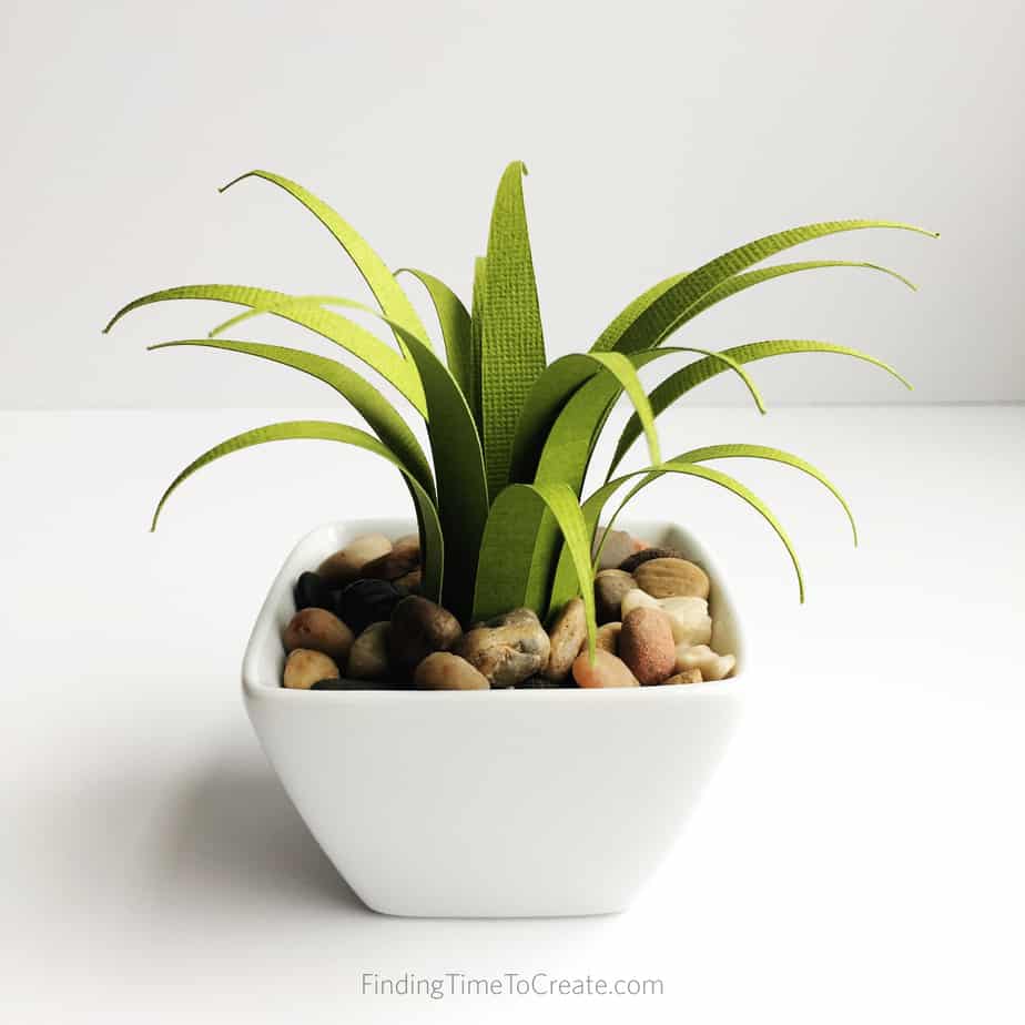 Do You Kill Your House Plants?